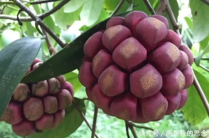 吃不起|野果子的翻身仗,小时候随处可见,长大后却吃不起了!