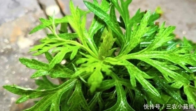 珍惜|乡下一种植物,药用价值极高,是一种珍贵药材,遇见请珍惜