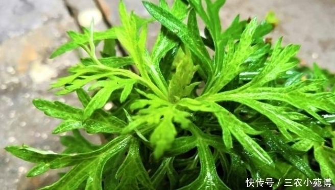 珍惜|乡下一种植物，药用价值极高，是一种珍贵药材，遇见请珍惜