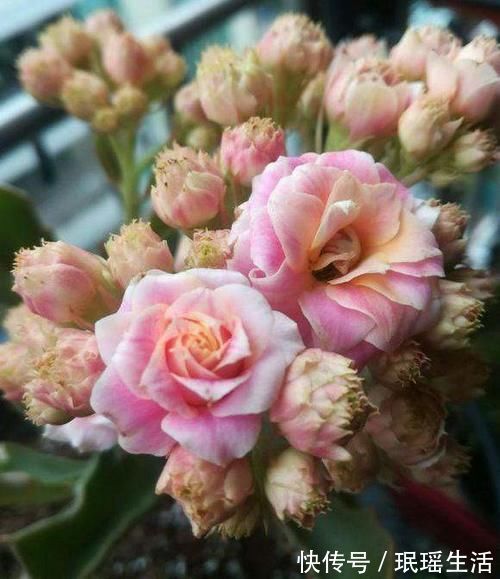 养分|长寿花开完花别偷懒,做好这4点,还能继续复花