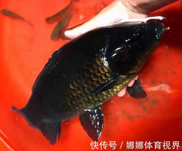 外来|钓获罕见鲫鱼被劝放生：劝放生的大爷，您知道它是什么鱼吗？