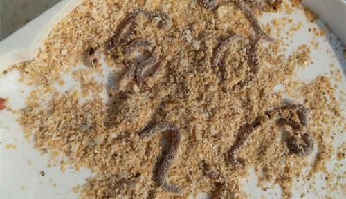 钓鱼必杀技:盘点民间这些用饵“野路子”,大鲫连竿的秘密绝招!