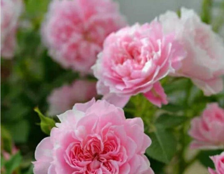 家里必养“4种花”,好养又漂亮,开花就爆盆,不易生病好养护