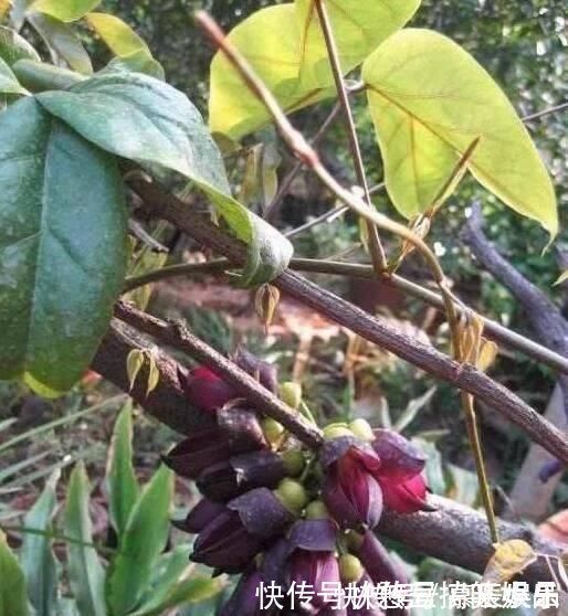 这东西,俗称“鸡血藤”,枝条红如鸡血,目前极其珍贵,遇见是福