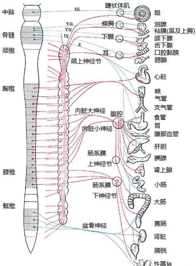 道格·林赛|家族怪病，世界难题，他卧床11年后自创手术，奇迹般恢复