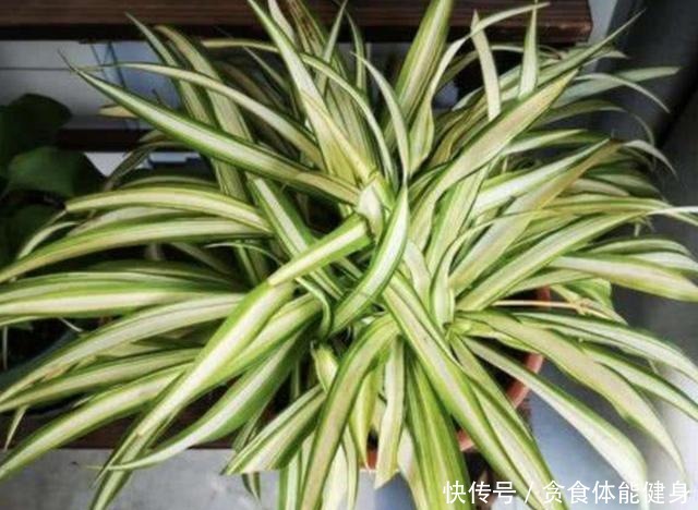 冬天,4种花要“旱着养”,水大烂根又黄叶!