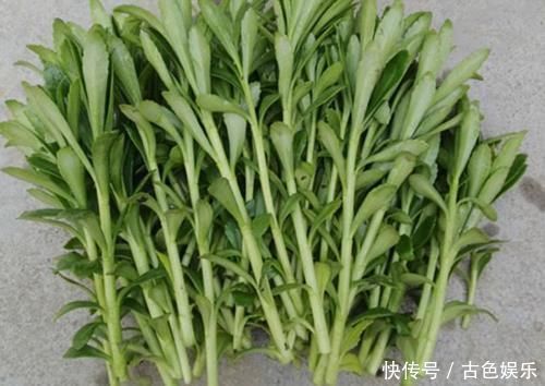中年|农地里被忽视的这种野菜，或是高血压“克星”，建议：不妨多吃点