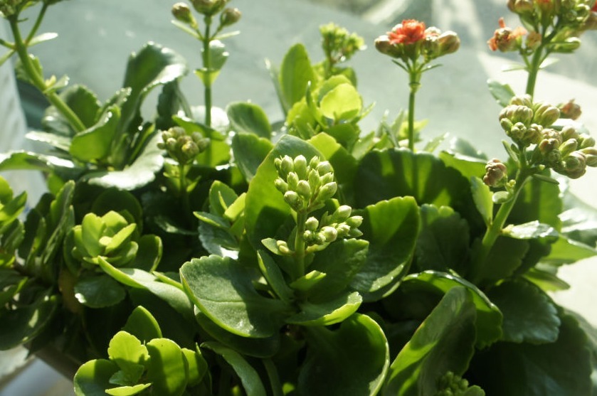 4种花，开花漂亮、容易栽种，好养好看还招财，都有“好意头”