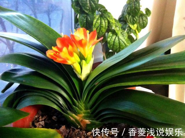 盆栽什么花草，搁阳台成一片花海？选此4款，花期长、花量大