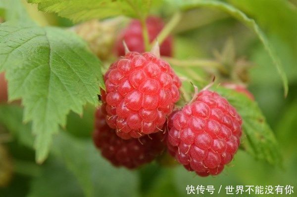 人到中年,离不开3种食物,营养丰富,滋补身体,清热解毒