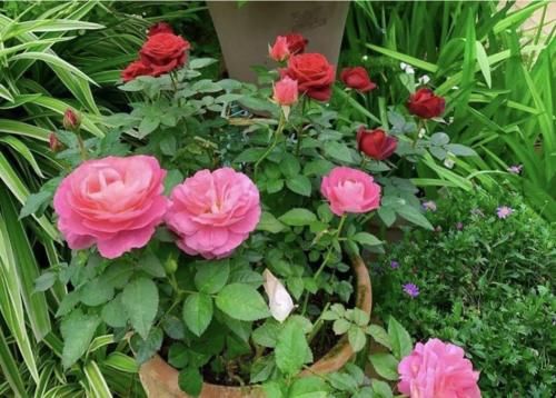 月季花施肥几个小技巧,花大色艳开花勤,简单有效还实用