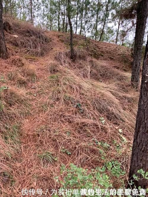 养花|营养土还在买?3种东西混一混,变成万能花土,养啥旺啥!