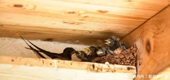 话语|农村俗语说:宅子有三喜,家中出才人,是什么意思,有何讲究呢