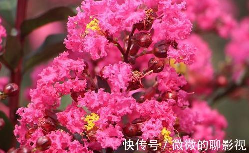 疑露堂前紫薇花两株,每自五月盛开,九月乃@谁说花无百日红,紫薇,从诗词里走出来