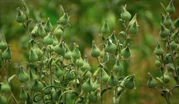 清肺|天然的“止咳王”暴露了,一野草用来煮水,清肺化痰,整年不咳嗽