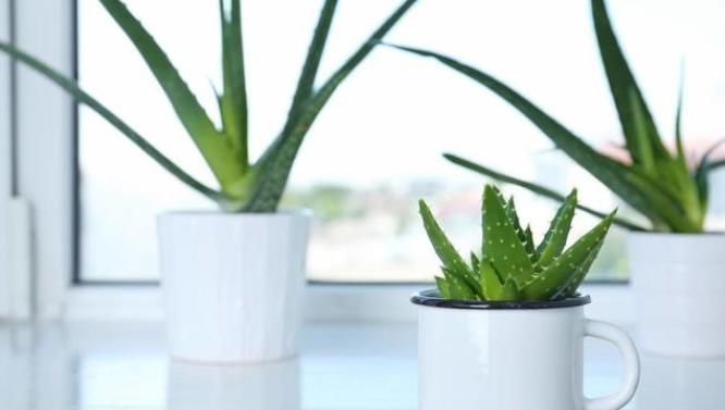 卧室不能养3种花,危害巨大隐患多,没地方摆也不要摆卧室