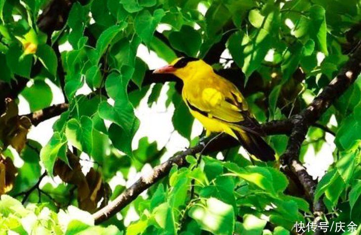 积雨辋川庄作&王维隐居辋川写下一诗,宛如一幅水墨画,美不胜收