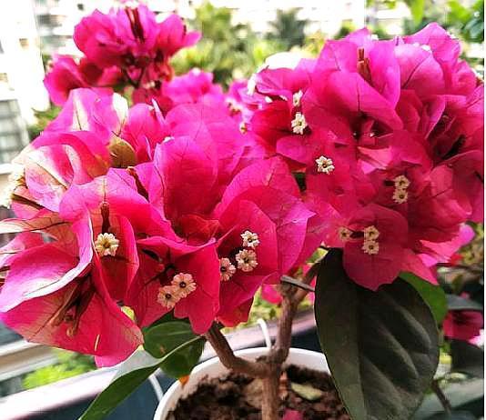 养三角梅要选对“肥料”，枝干粗壮，叶子大又深，次次开花都爆盆