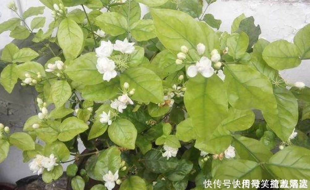 叶片|茉莉花爱黄叶，跟这四点养护不足有关，及时改善，叶绿根壮花又多
