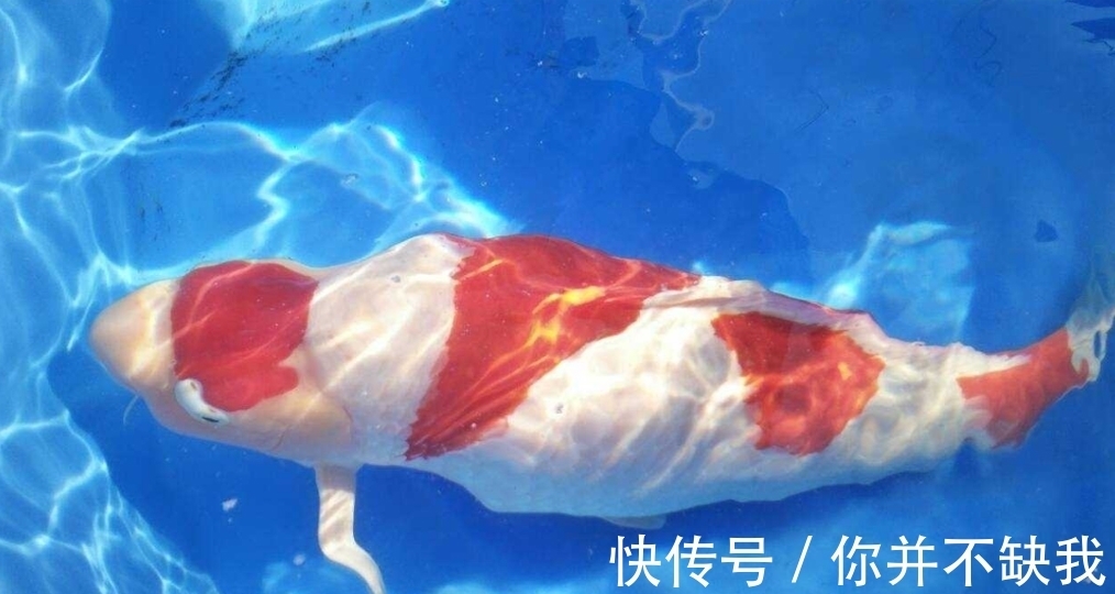 一条25千克的锦鲤，价值却超千万，网友:贫穷限制了想象。