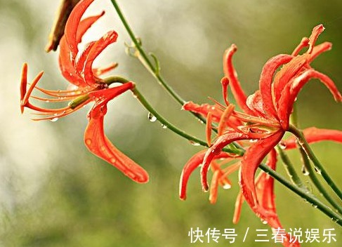 山丹丹花|农村的这种花,长得十分漂亮迷人,竟是治疗跌打损伤的良药!