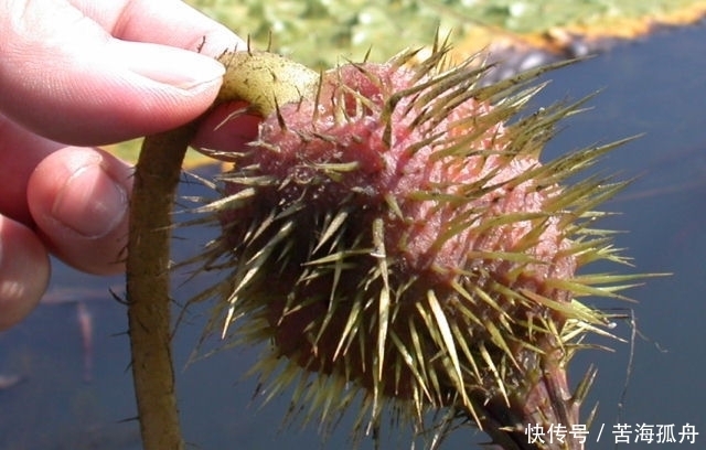 美味|农村大山特有的6种美味蔬菜,个个都很美味,你吃过几种