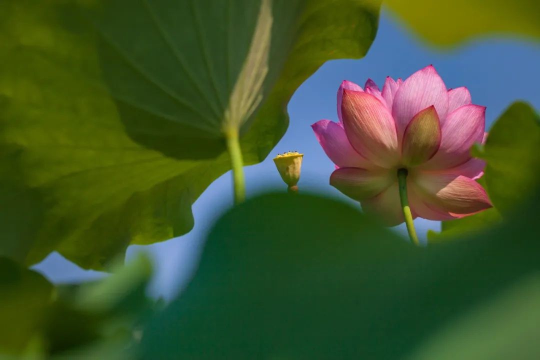 荷花 在武汉与夏花相遇，我坠入了一场粉红色的仲夏梦