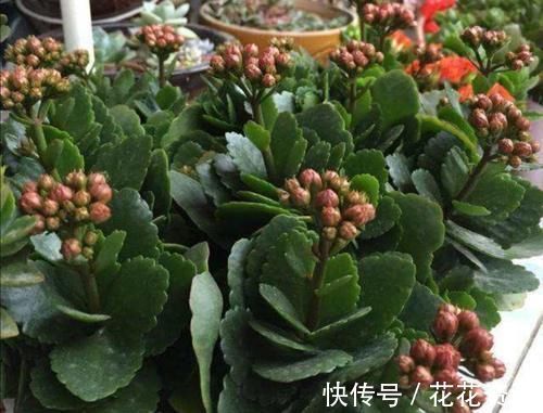 长寿花|什么花都养不好,就养2种花,开花漂亮,养护简单