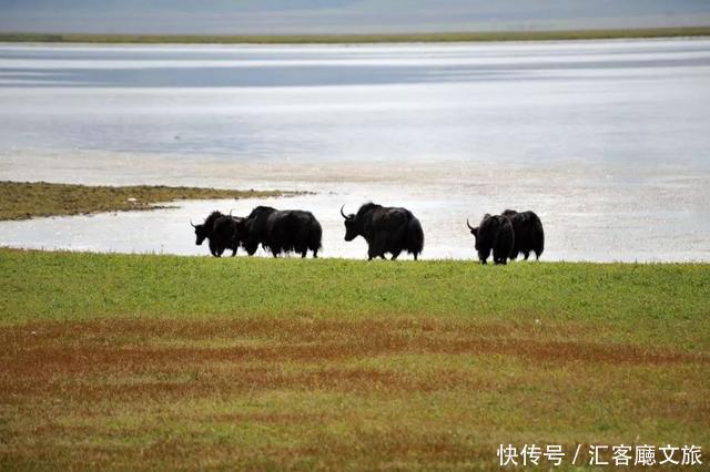 “景如画、梵如音”，低调又迷人的甘南美出圈了！