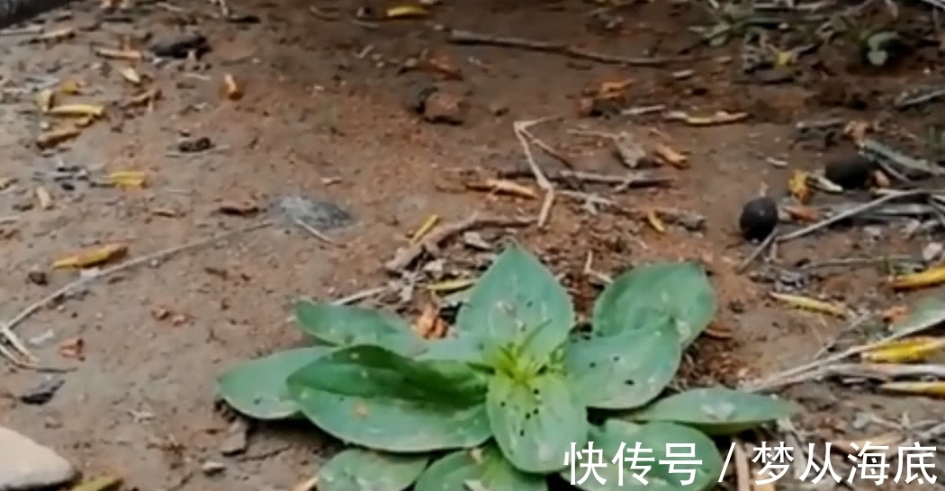 车前草|农村地区有这样一种野草，叶子看上去就像猪耳朵，你们见过吗？