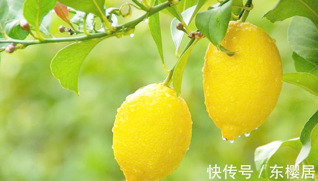 柠檬|闺蜜在阳台养了一盆“益母果”，富含维C能养颜，还可清新空气