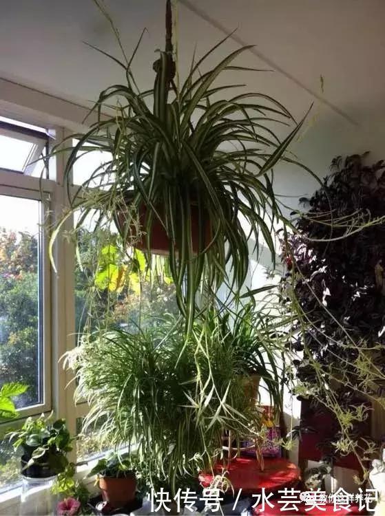 这6种花是“天然净化器”,家中养1盆,潜伏的甲醛也会吸干净!