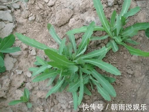 亲爱的|如果在农村遇到它,只采摘叶子便好,别挖它的根,它很珍贵