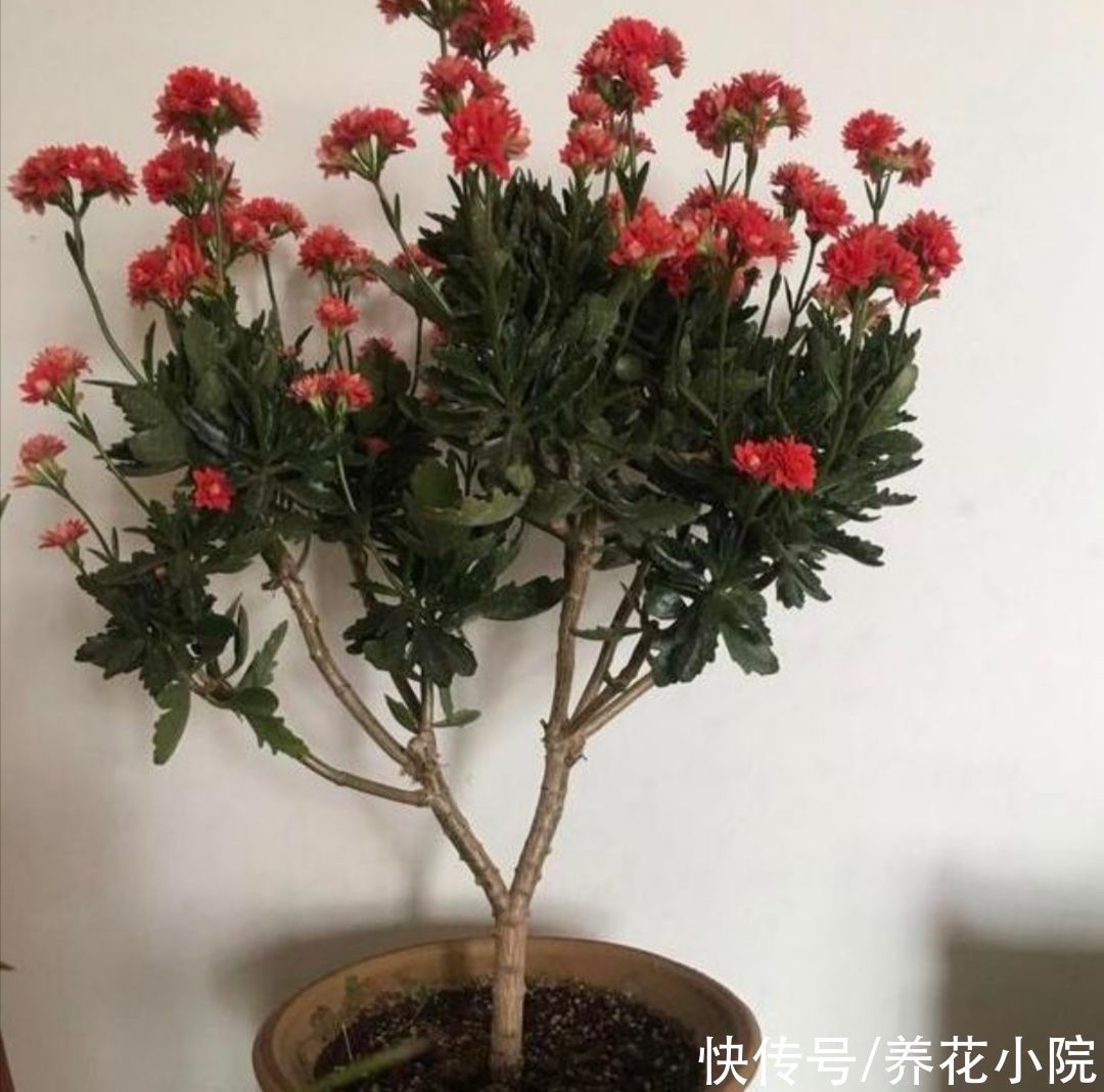 养花|家里的长寿花,用1种方法,让它尽快长成老桩,开花多又美