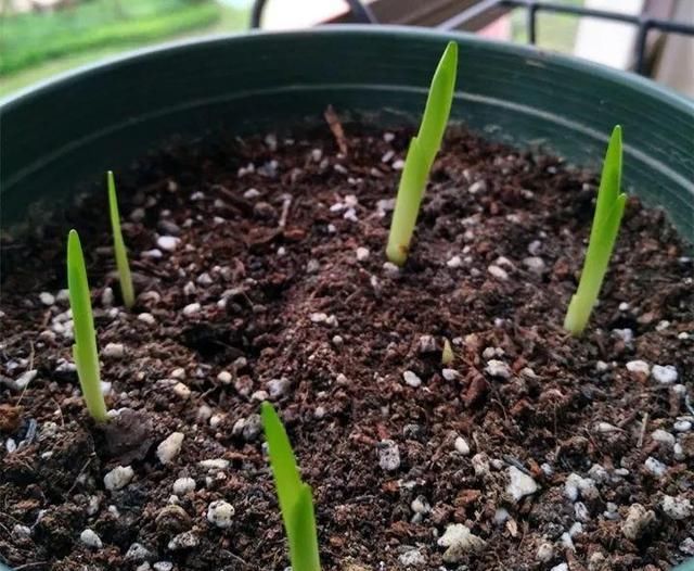 别让这花长太高，小心变成“韭菜”，再也不开花