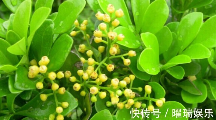 荣耀的象征之花，对于它的养植，你了解多少