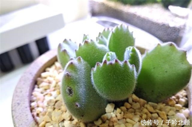 多肉熊童子养胖不难,做好3方面,小熊变胖熊!