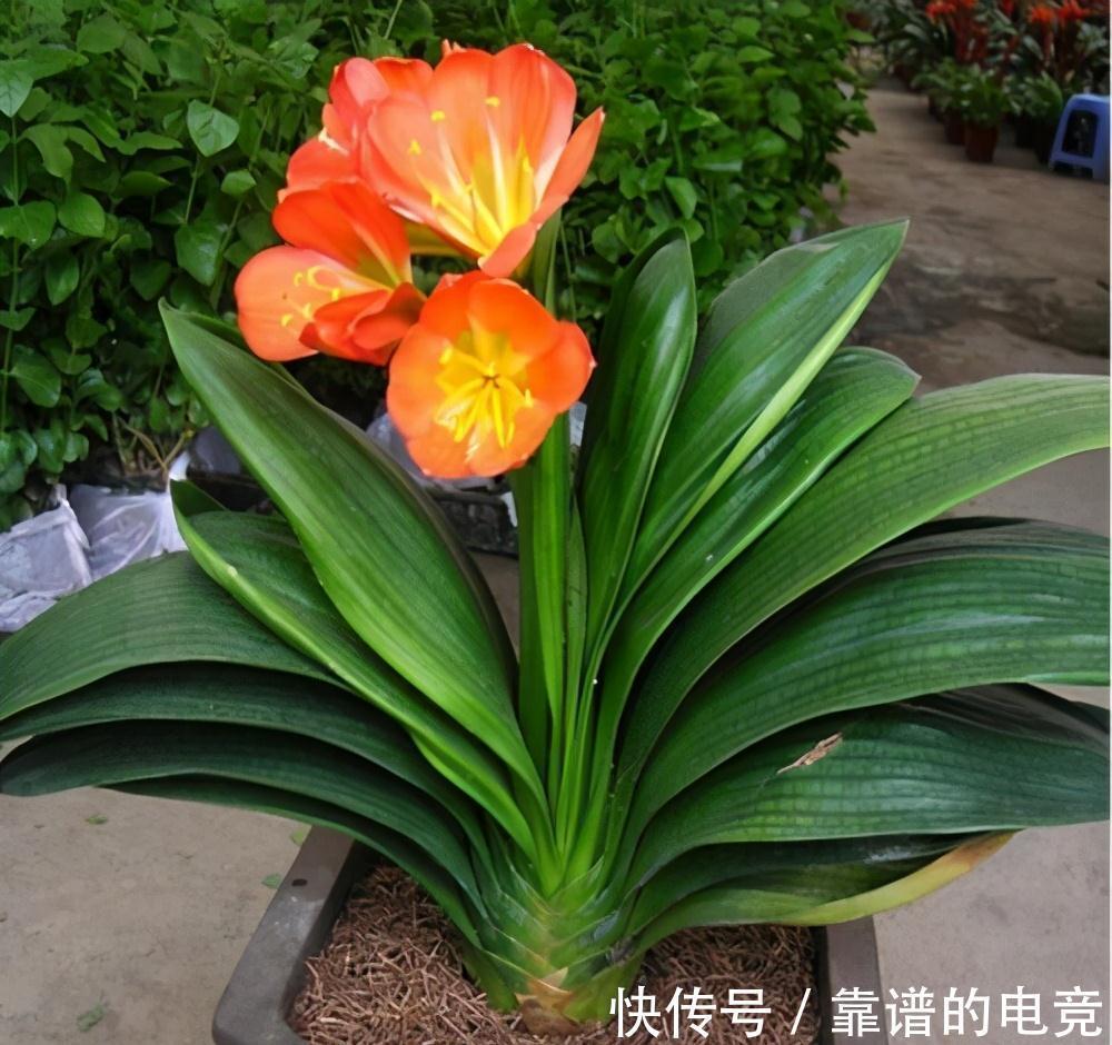 家中君子兰不开花,直接喂点药,立马变旺盛,花开停不下来