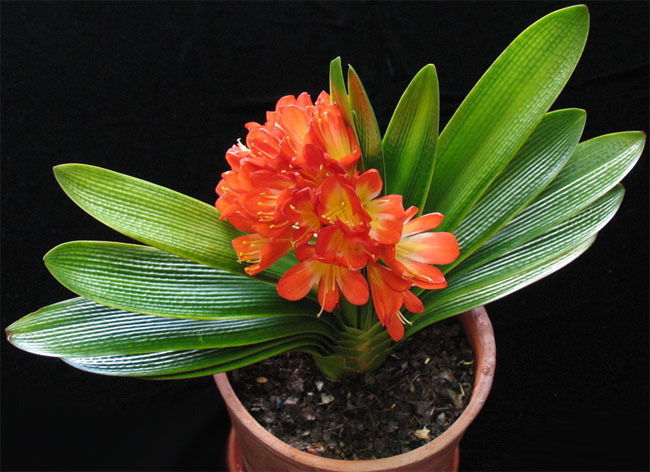 根系|君子兰快死了别着急,小药片有大作用,用上一片轻松解决难题!