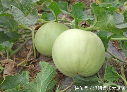 碳水化合物|想长寿全靠吃，3种食物离不开，补充营养、身体倍棒