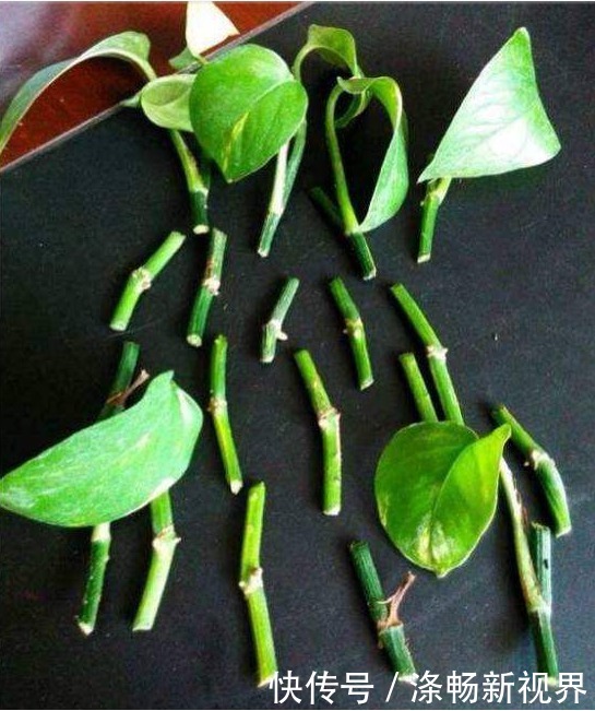 夏天|夏天扦插绿萝,就用3种方法,1个月爆满盆!几乎人人都在养