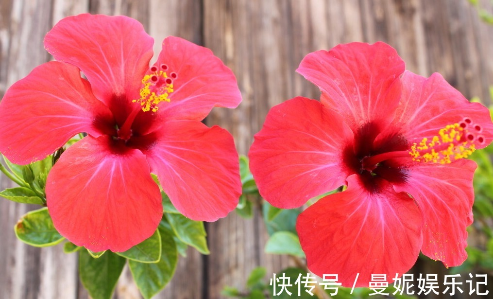 为了一盆花，家人关系彻底破裂，花有什么错？