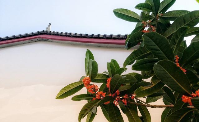 金桂|几种植物全身“飘香”,香味经久不散,家里摆上一盆,生活更舒适