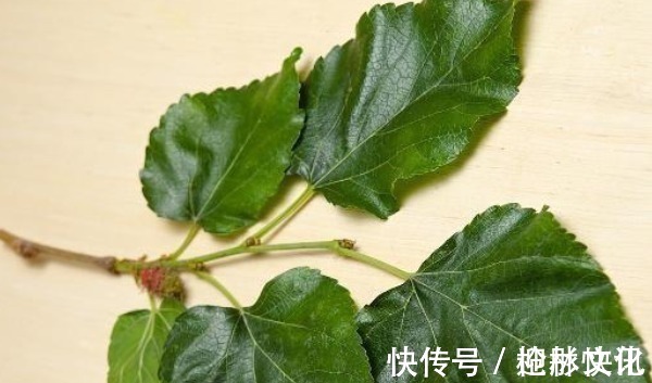 泡水|一“叶”治百病,常用“桑叶”泡水喝,不仅降血糖,还有许多好处