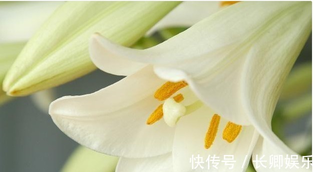 百合花养护“5步走”,花朵硕大高雅,花开爆盆,满屋飘香