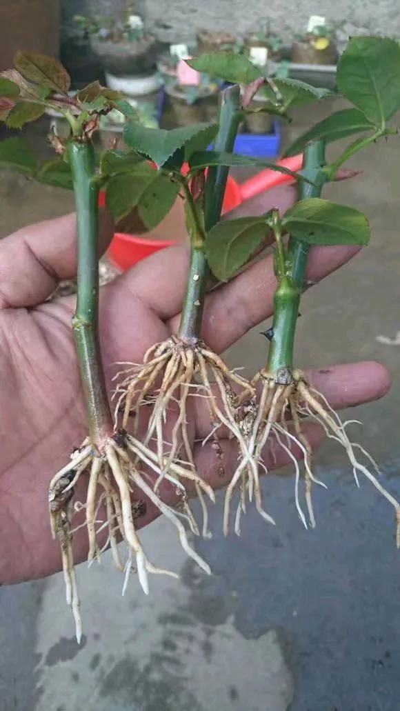 花儿|路边被人丢掉的名贵花，丢人也要捡，种盆里就开花