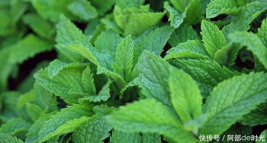 红色根茎的这野草,人称“夜息香”有极高的经济价值,或许你吃过
