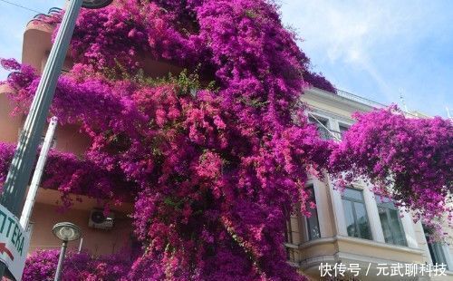 花期|花期超长的10种花，养一盆全年都有花看