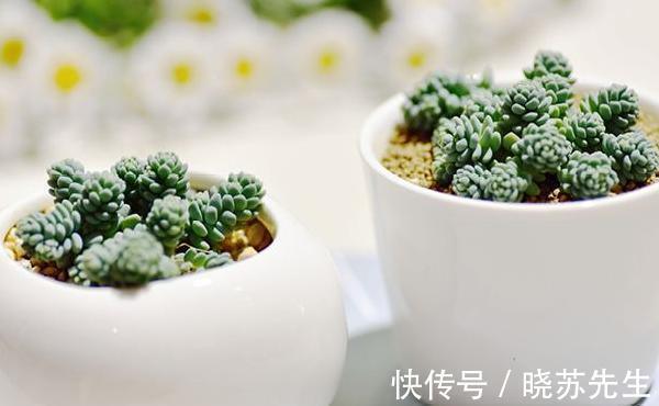 冬日养多肉难出状态?做好5件事,茎叶长得又肥又艳