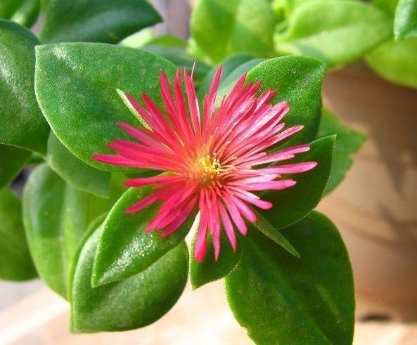 养花试试这几款,花朵又小又精致有利于健康和睡眠